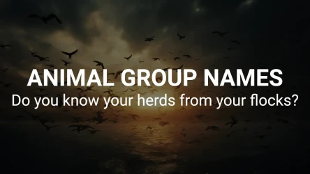 Animal Group Names Quiz