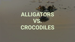 Alligators vs Crocodiles Quiz