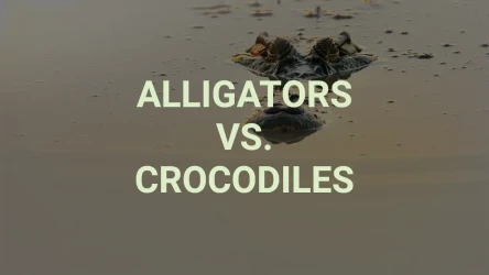 Alligators vs Crocodiles Quiz