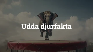 Quiz: Konstiga fakta om djur