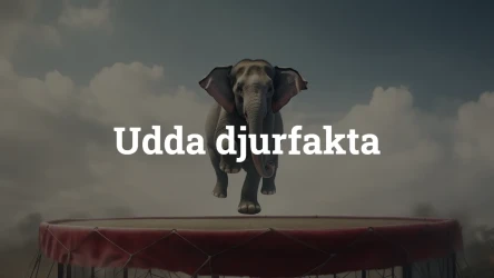 Quiz: Konstiga fakta om djur