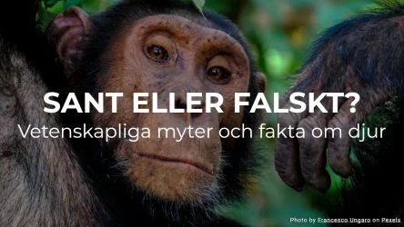 Sant eller falskt? Vetenskapliga myter och fakta om djur