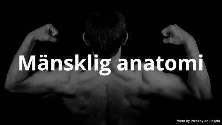 Quiz i mänsklig anatomi - flervalsfrågor