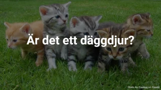 Quiz: Är det ett däggdjur?