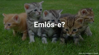 Állat Kvíz: Emlős-e?