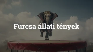 Furcsa állati tények kvíz