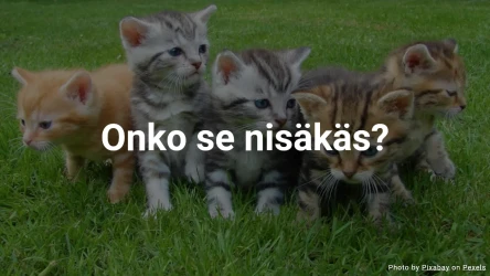 Eläinvisa: Onko se nisäkäs?