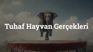 Tuhaf Hayvan Gerçekleri Testi