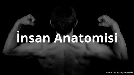 İnsan Anatomisi Sınavı - Çoktan Seçmeli