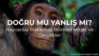 Doğru mu Yanlış mı? Hayvanlarla İlgili Bilimsel Mitler ve Gerçekler