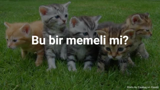 Hayvan Testi: Bu bir memeli mi?