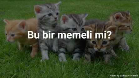 Hayvan Testi: Bu bir memeli mi?