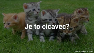 Kvíz o zvieratách: Je to cicavec?