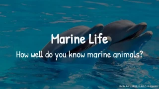 Marine Life Quiz