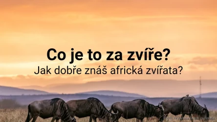 Kvíz: Co je to za zvíře?
