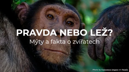 Pravda nebo lež? Mýty a fakta o zvířatech
