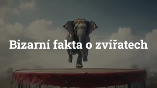 Kvíz o bizarních faktech ze světa zvířat