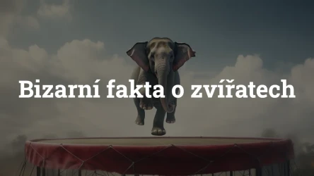 Kvíz o bizarních faktech ze světa zvířat