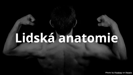 Kvíz z lidské anatomie - výběr z možností