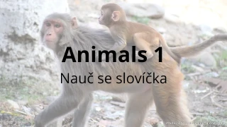 Test: Animals 1 - nauč se slovíčka