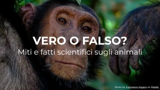 Vero o falso? Miti e fatti scientifici sugli animali