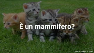 Quiz: È un mammifero?