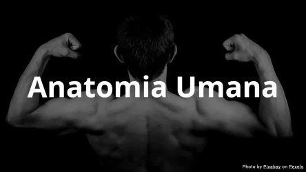 Quiz di Anatomia Umana - Scelta Multipla