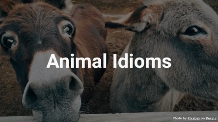 Nature/Animal Idioms Quiz