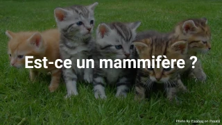 Quiz : Est-ce un mammifère ?