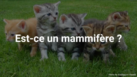 Quiz : Est-ce un mammifère ?
