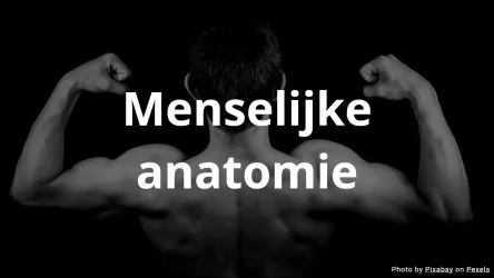 Menselijke Anatomie Quiz - Meerkeuze