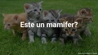 Quiz despre animale: Este un mamifer?
