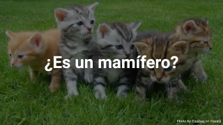 Cuestionario: ¿Es un mamífero?