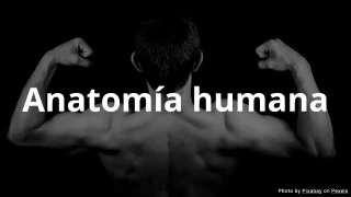 Cuestionario de anatomía humana - Opción múltiple