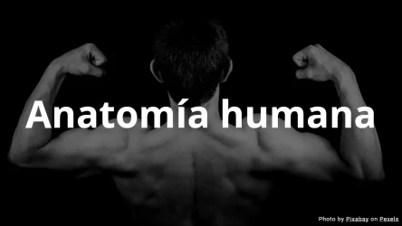 Cuestionario de anatomía humana - Opción múltiple