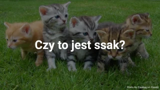 Quiz: Czy to jest ssak?