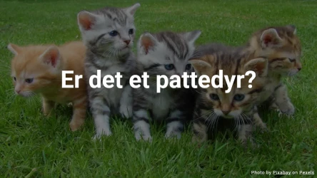 Dyrequiz: Er det et pattedyr?