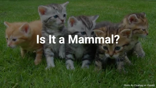 Animal Quiz: Is It a Mammal?