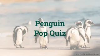 Penguin Pop Quiz: 10 Questions About These Flightless Birds