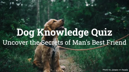 Dog Knowledge Quiz: Uncover the Secrets of Man's Best Friend