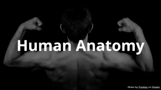 Human Anatomy Quiz - Multiple Choice