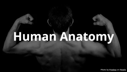 Human Anatomy Quiz - Multiple Choice
