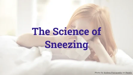 The Science of Sneezing Quiz