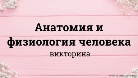 Викторина Анатомия